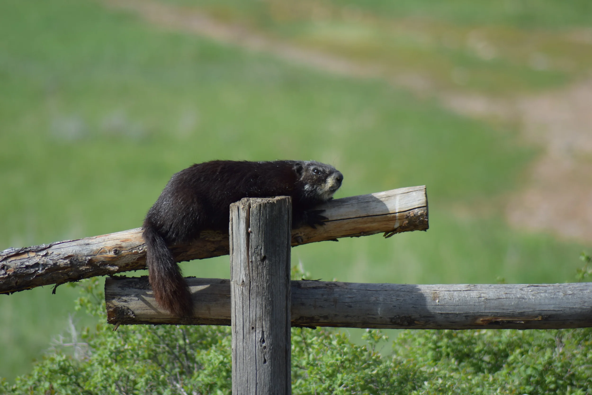 DSC_0425.JPG