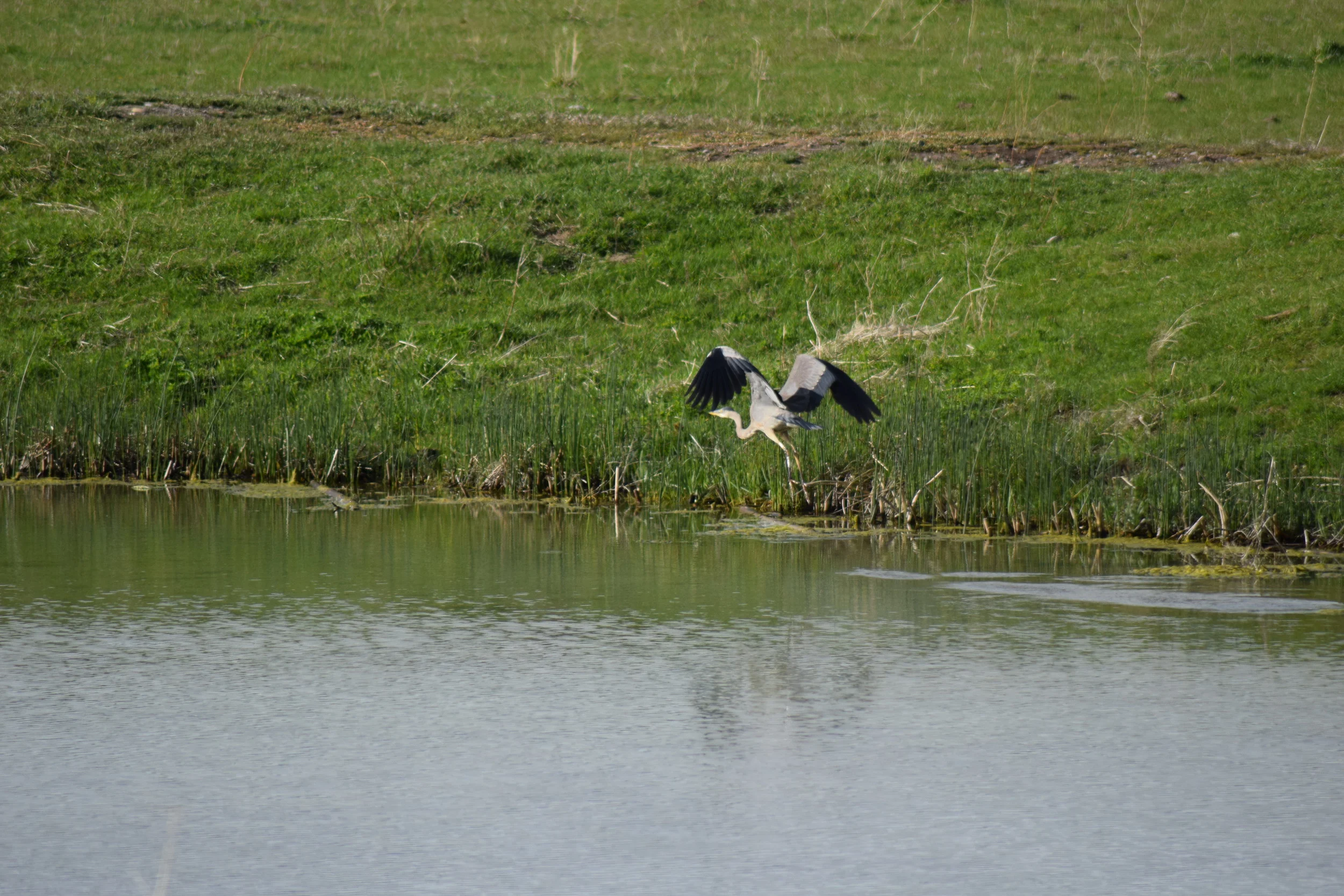 DSC_0390.JPG