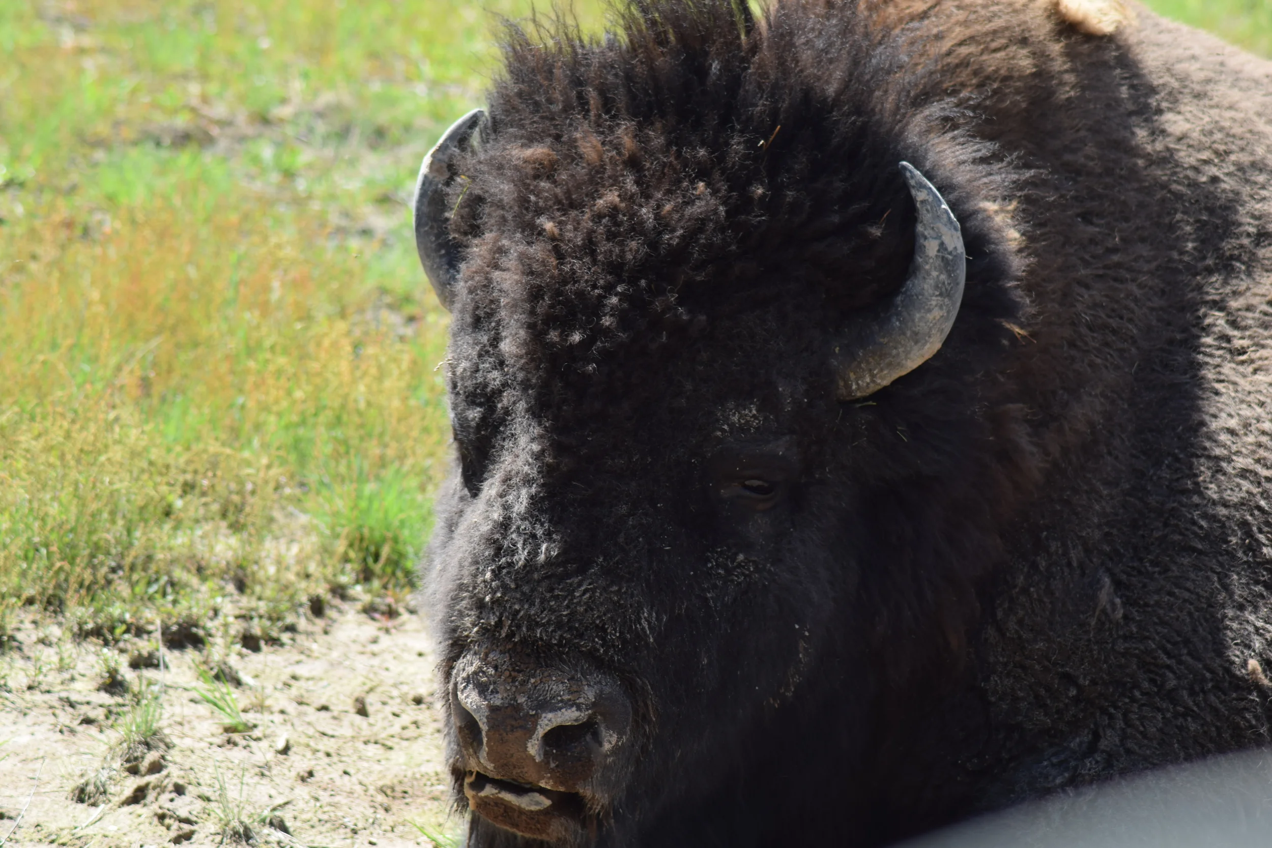 Buffalo Location Intel