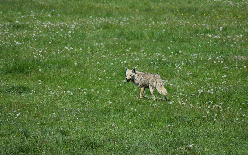 Jackson Hole Wildlife Tour