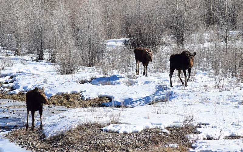 Grand Teton National Park Tours