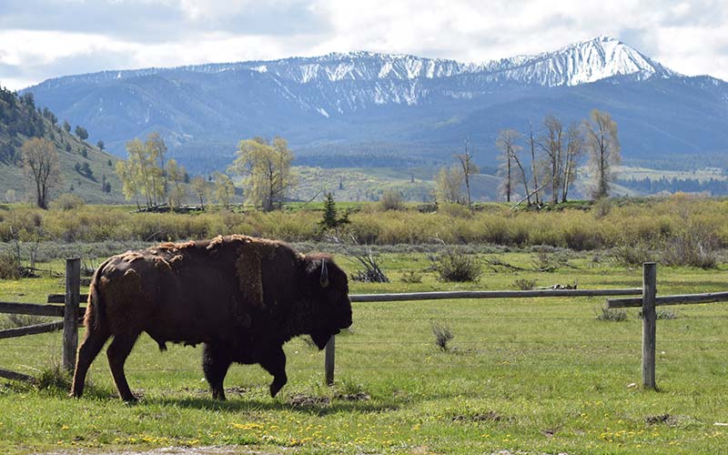 Grand Teton National Park Tours