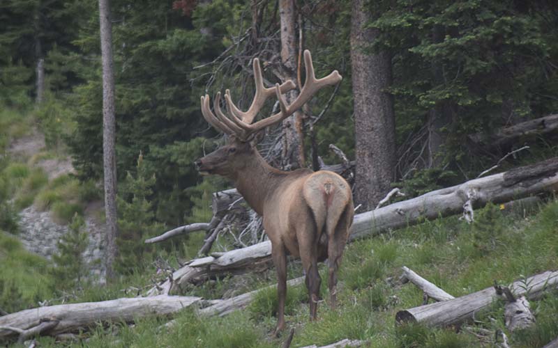 Yellowstone National Park Tours