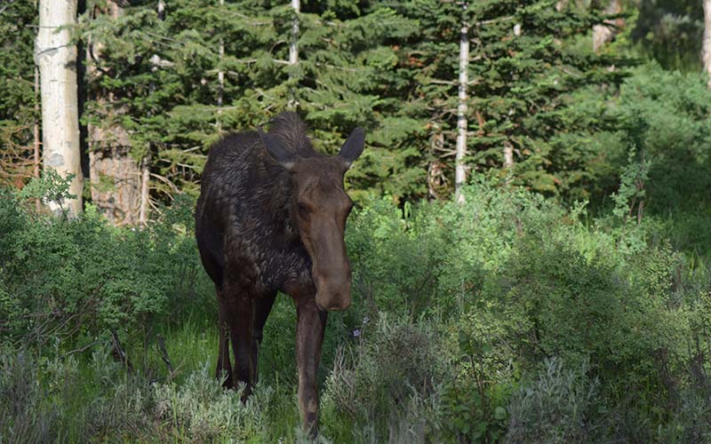 Grand Teton National Park Tours