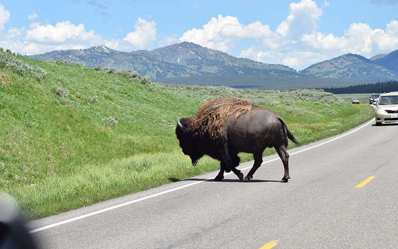 Yellowstone National Park Tours