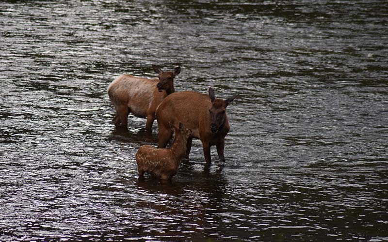 Jackson Hole Wildlife Tours