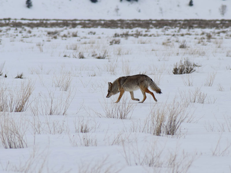 Grand Teton National Park Tours