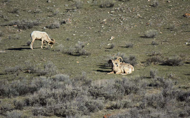 Grand Teton National Park Tours