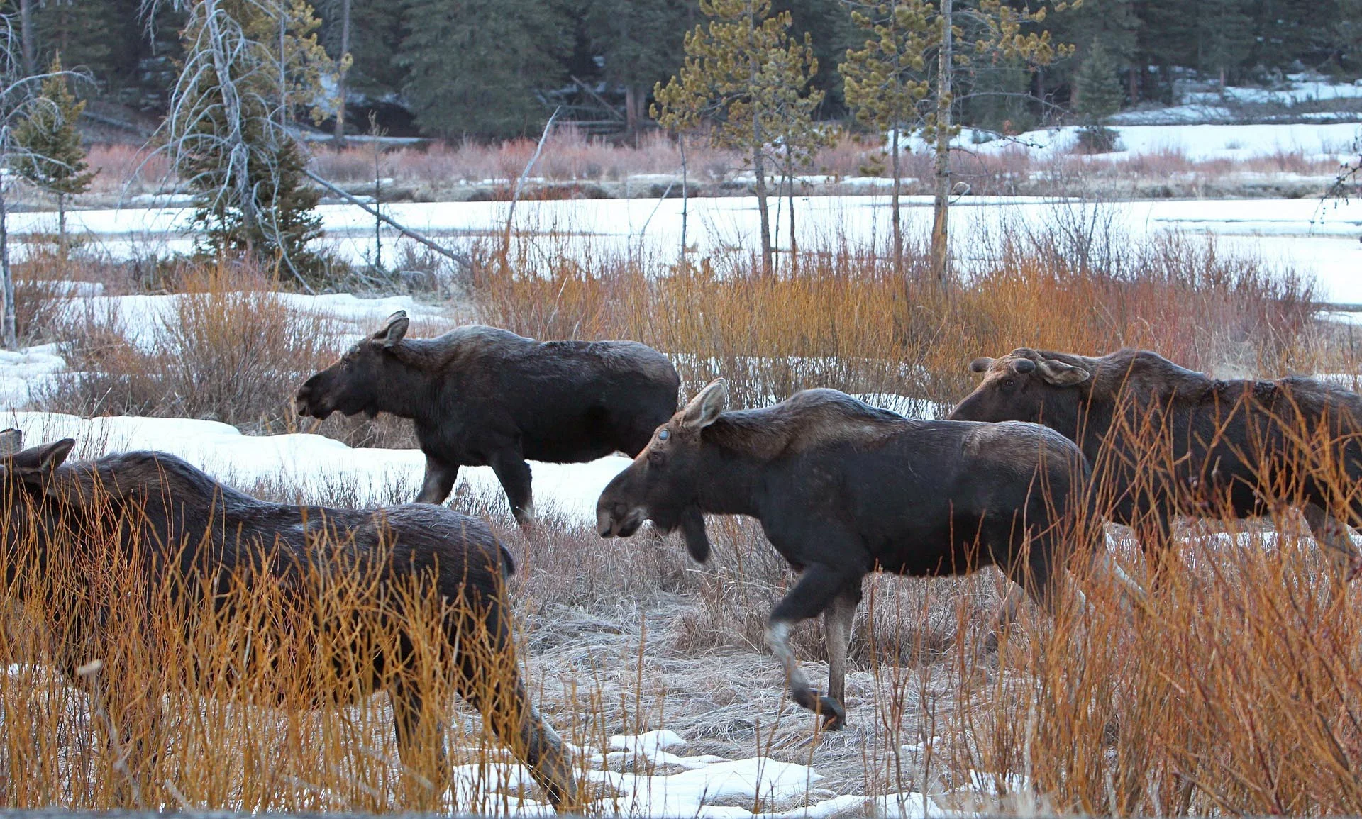 Bull and cow moose by the snake river.jpg