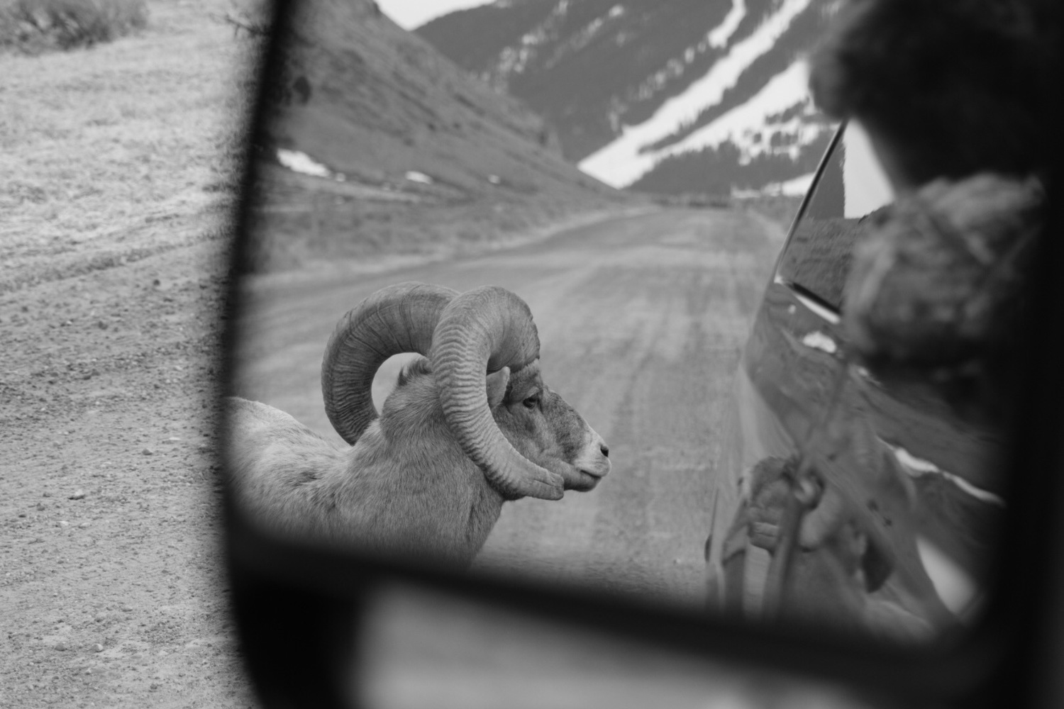 objects in rearview are closer than they appear bighorn ram jackson hole.jpg