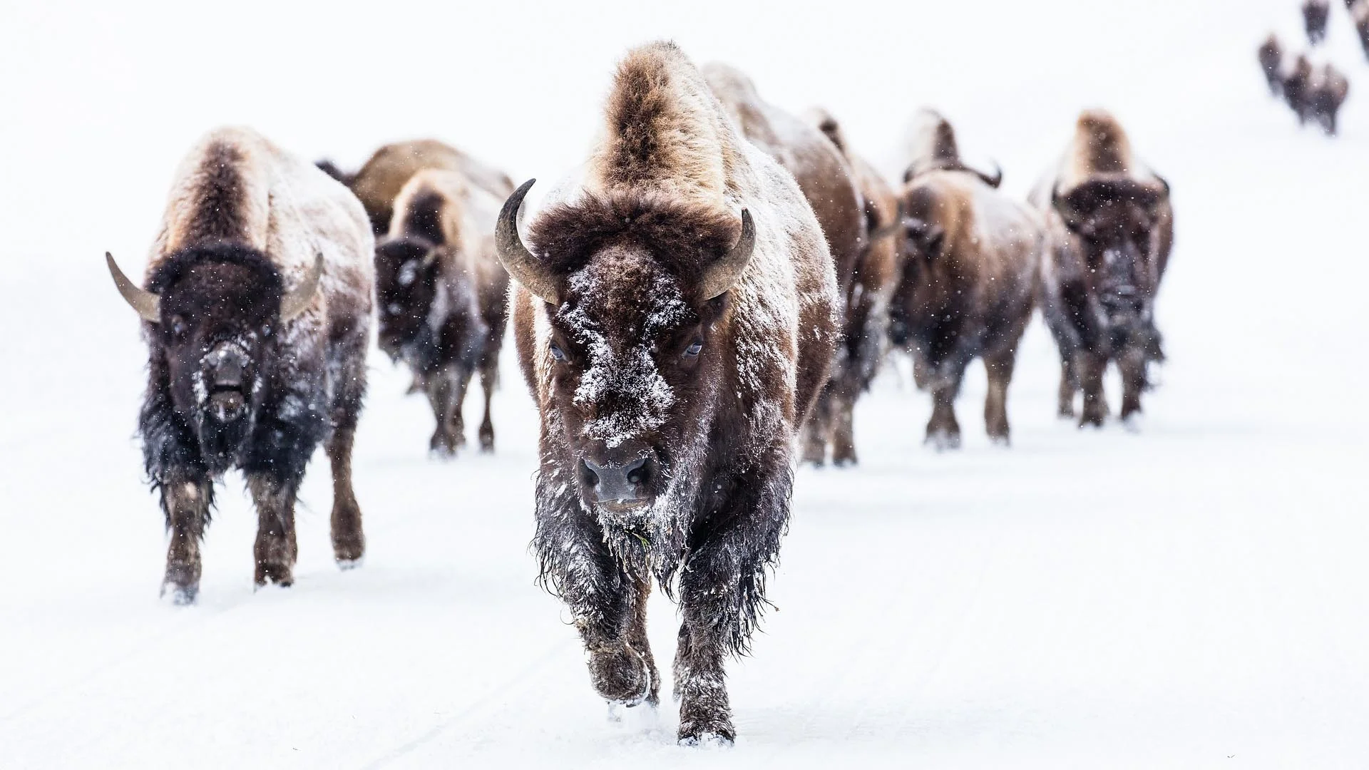 bison-2237654_1920.jpg