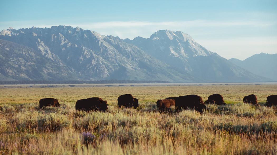 Bison in the Tetons crop.jpg