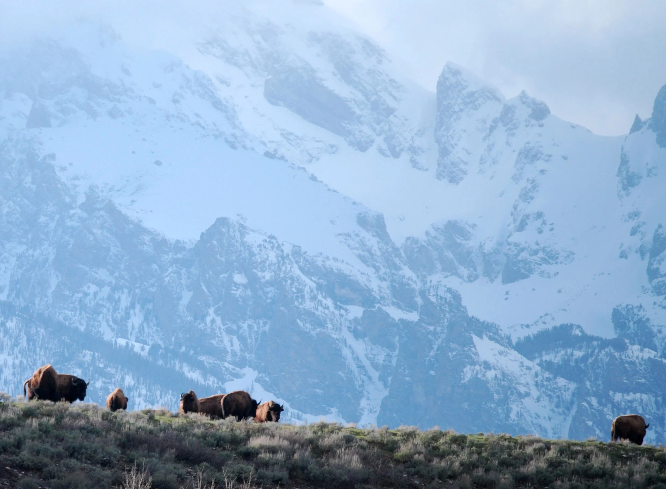 teton bison.jpg