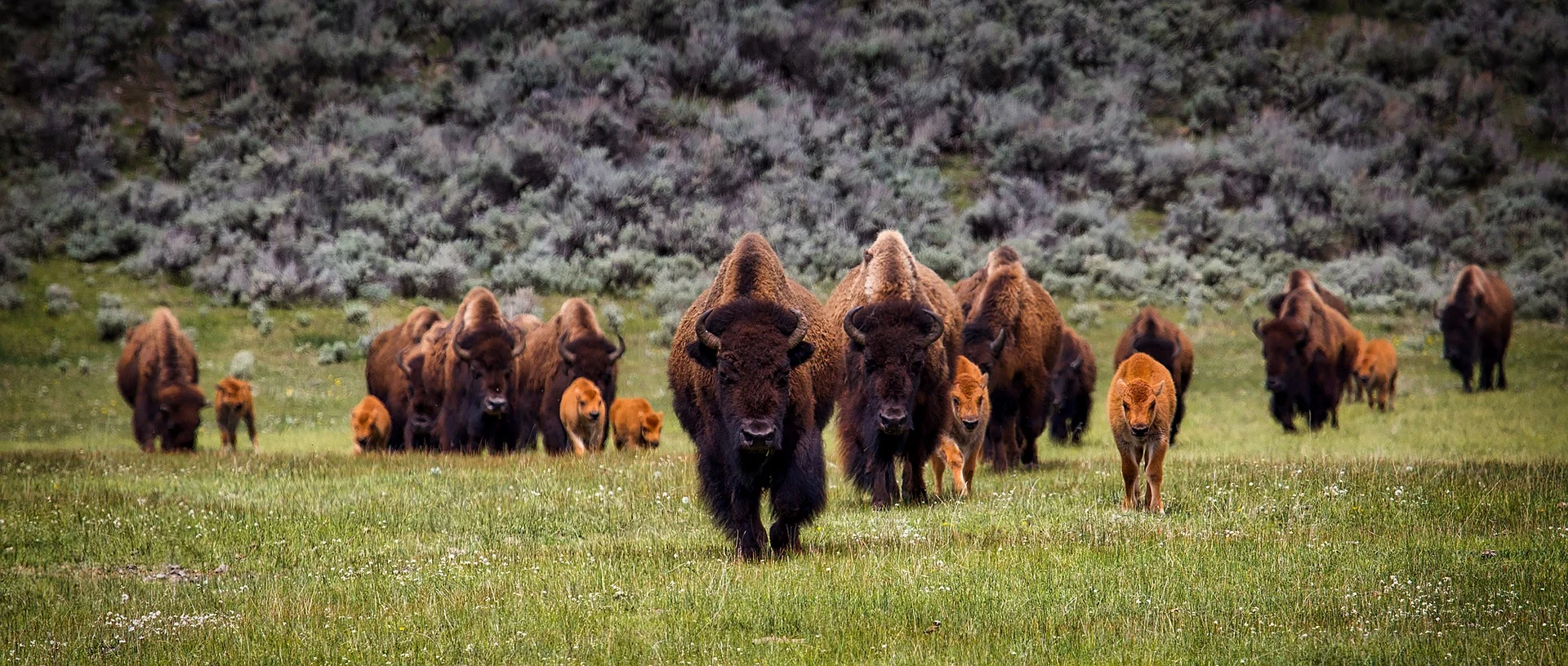 bison-1581895_1920.jpg