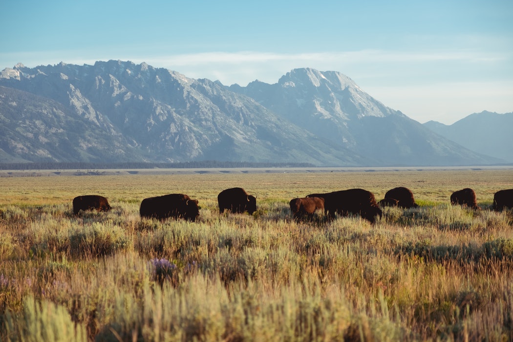 Bison in the Tetons.jpg