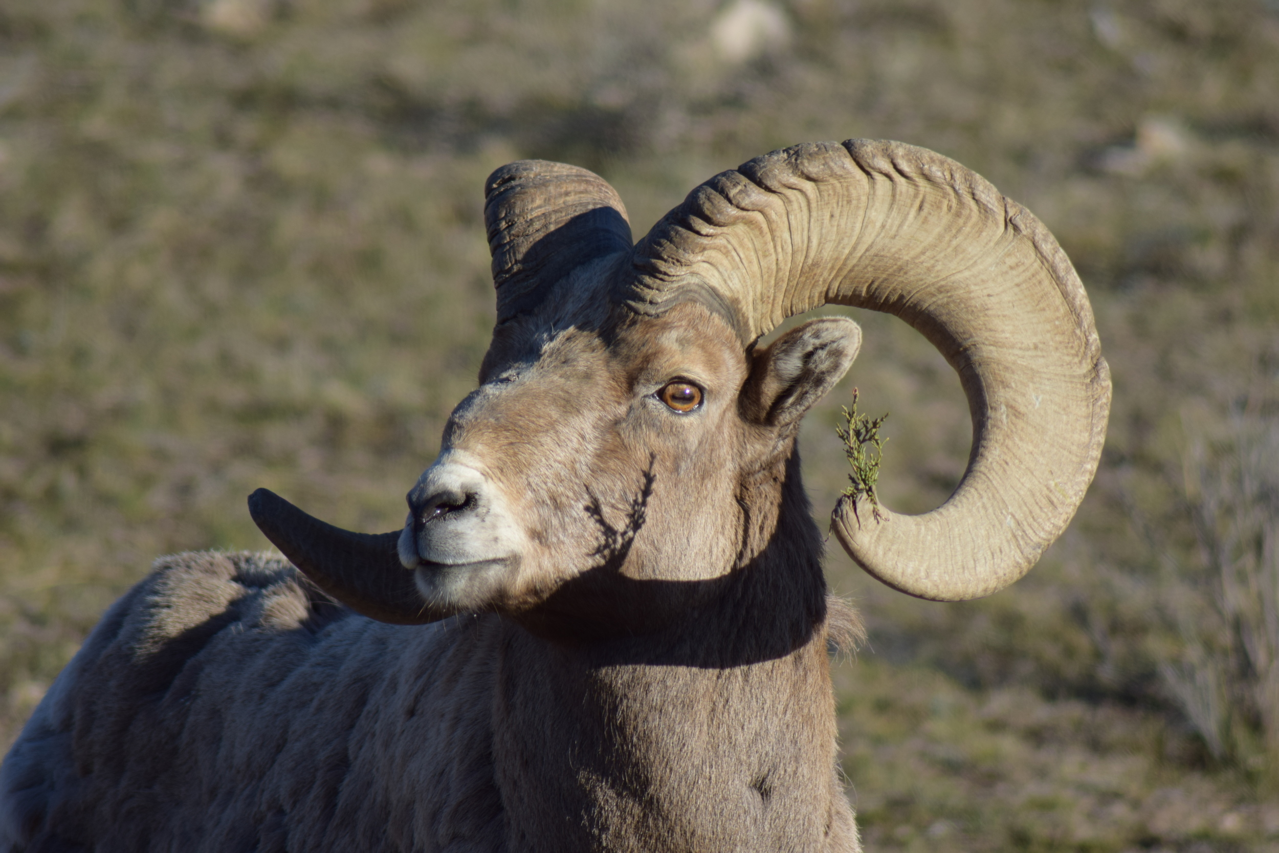 Bighorn sheep ram.jpg