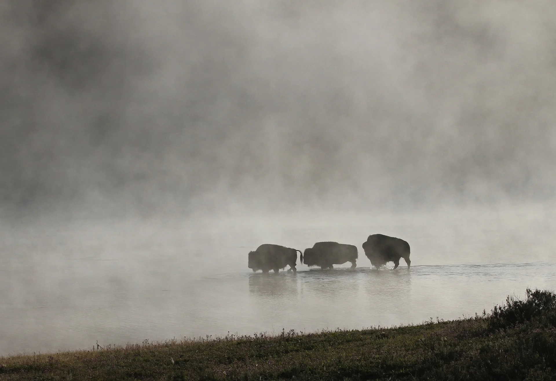 bison-1801981_1920.jpg