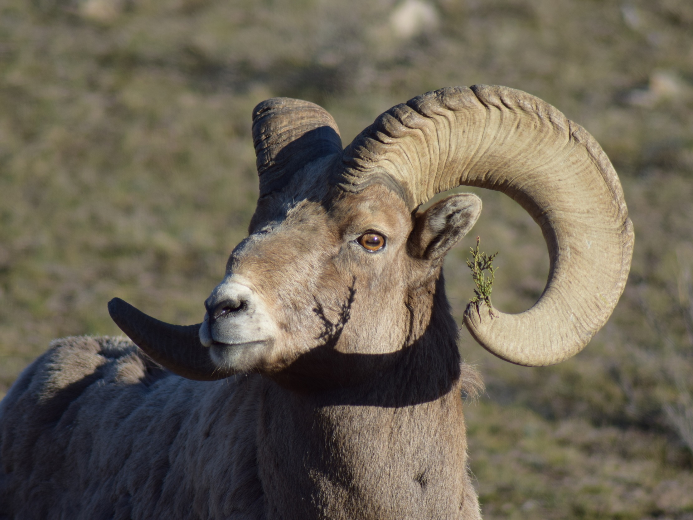 Bighorn sheep ram.jpg