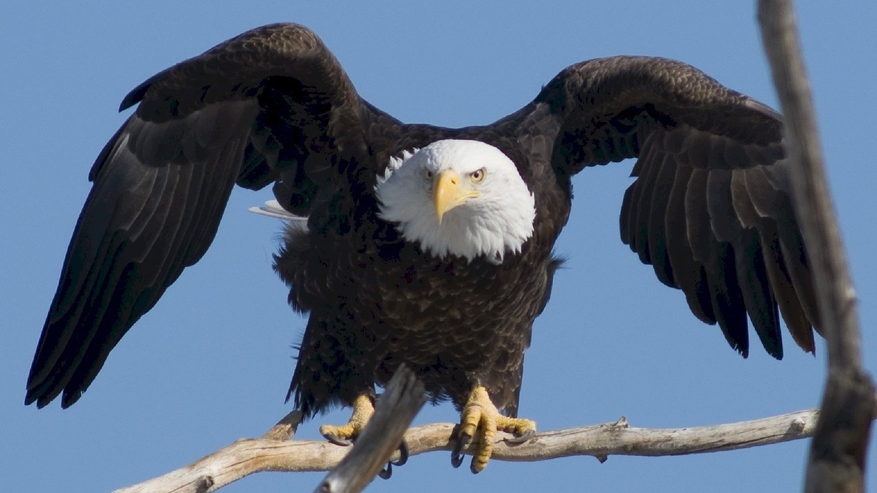 bald-eagle-936690_1280.jpg