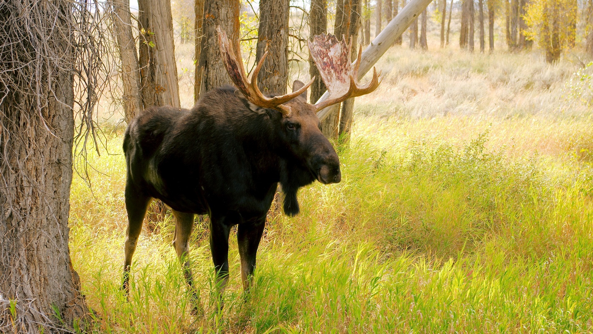 bull-moose-3850664_1920.jpg