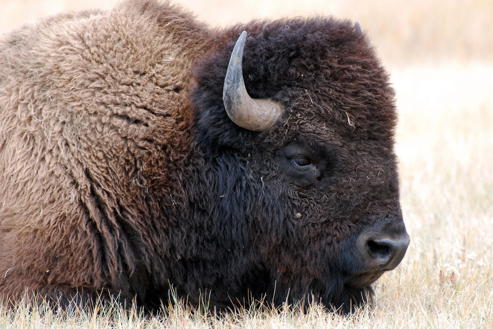 bison-1344761_1920.jpg