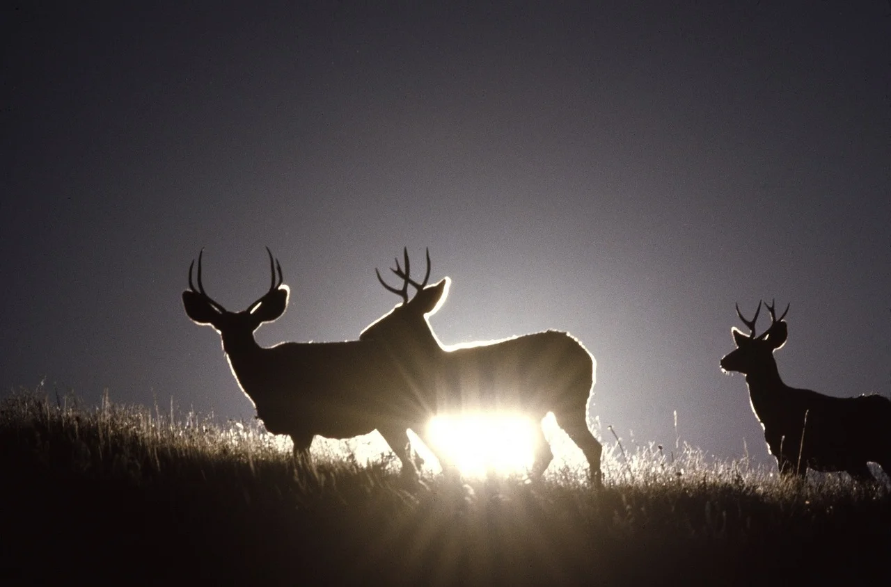 mule-deer-1249464_1280.jpg