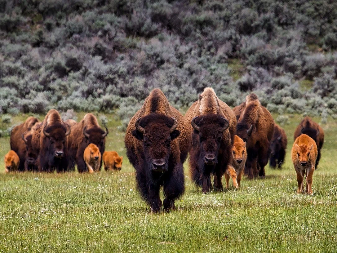 bison-1581895_1920.jpg