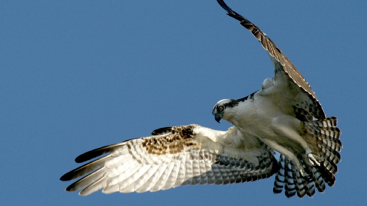 osprey-948832_1280.jpg