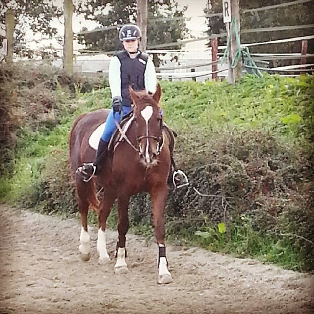 #harasdelukos #horse #dressage #equitation #equestrian #gwendy #cavalier #cheval #elevage #insta