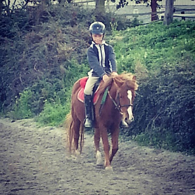 #harasdelukos #horse #dressage #equitation #equestrian #ambre #cavalier #cheval #elevage #insta #poney #moustique