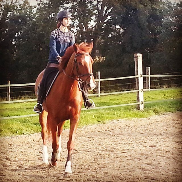 #harasdelukos #horse #dressage #equitation #equestrian #tazdelukos #cavalier #cheval #elevage #insta
