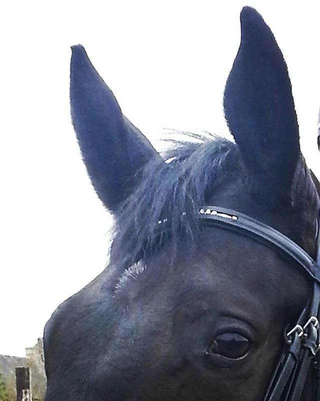 #harasdelukos #horse #dressage #equitation #equestrian #darwindelukosz #cavalier #cheval #elevage #insta