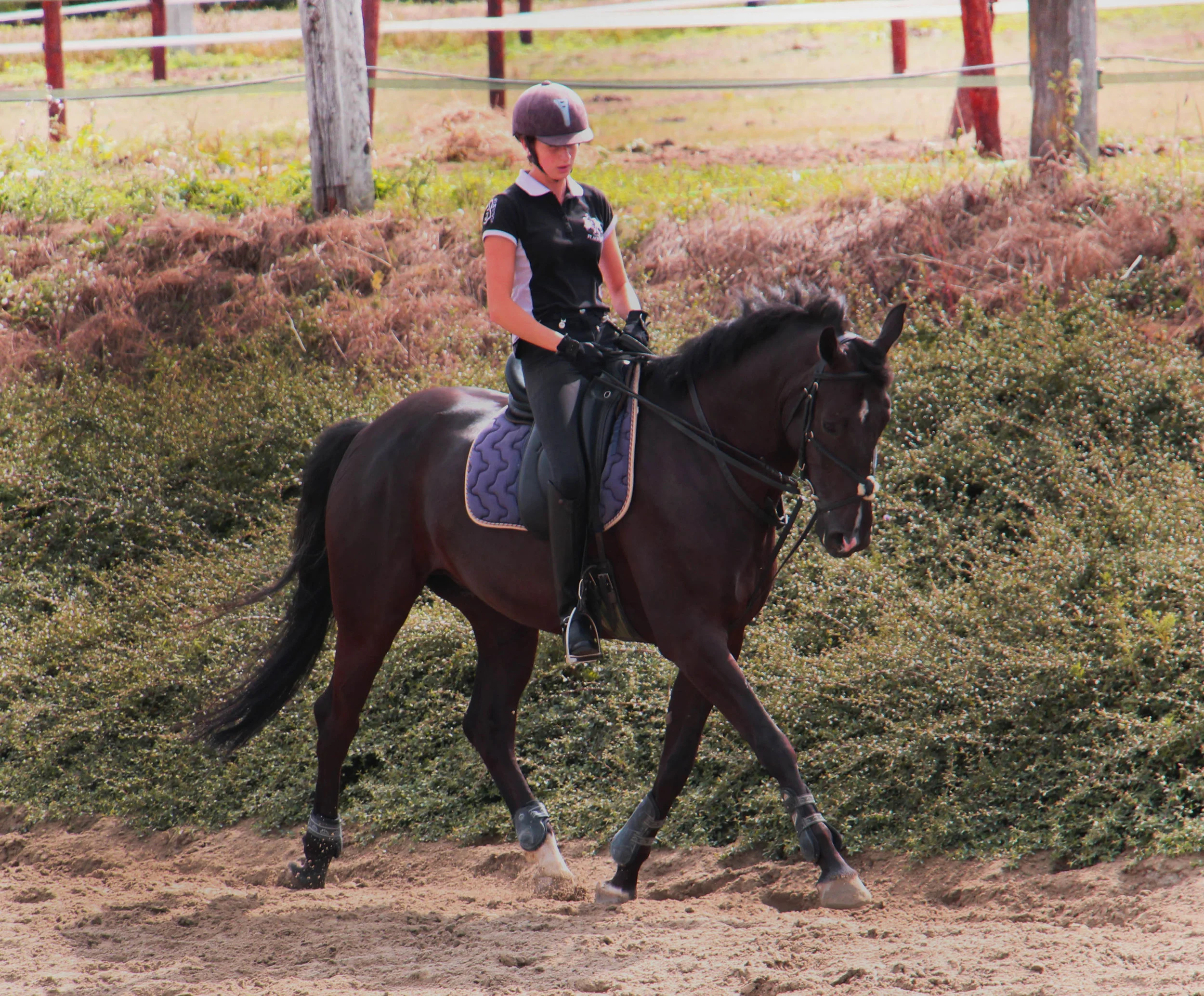 Stage Dressage 2016 - Galops 5 à 7
