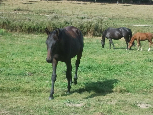 2012-09-09 15.54.21.jpg