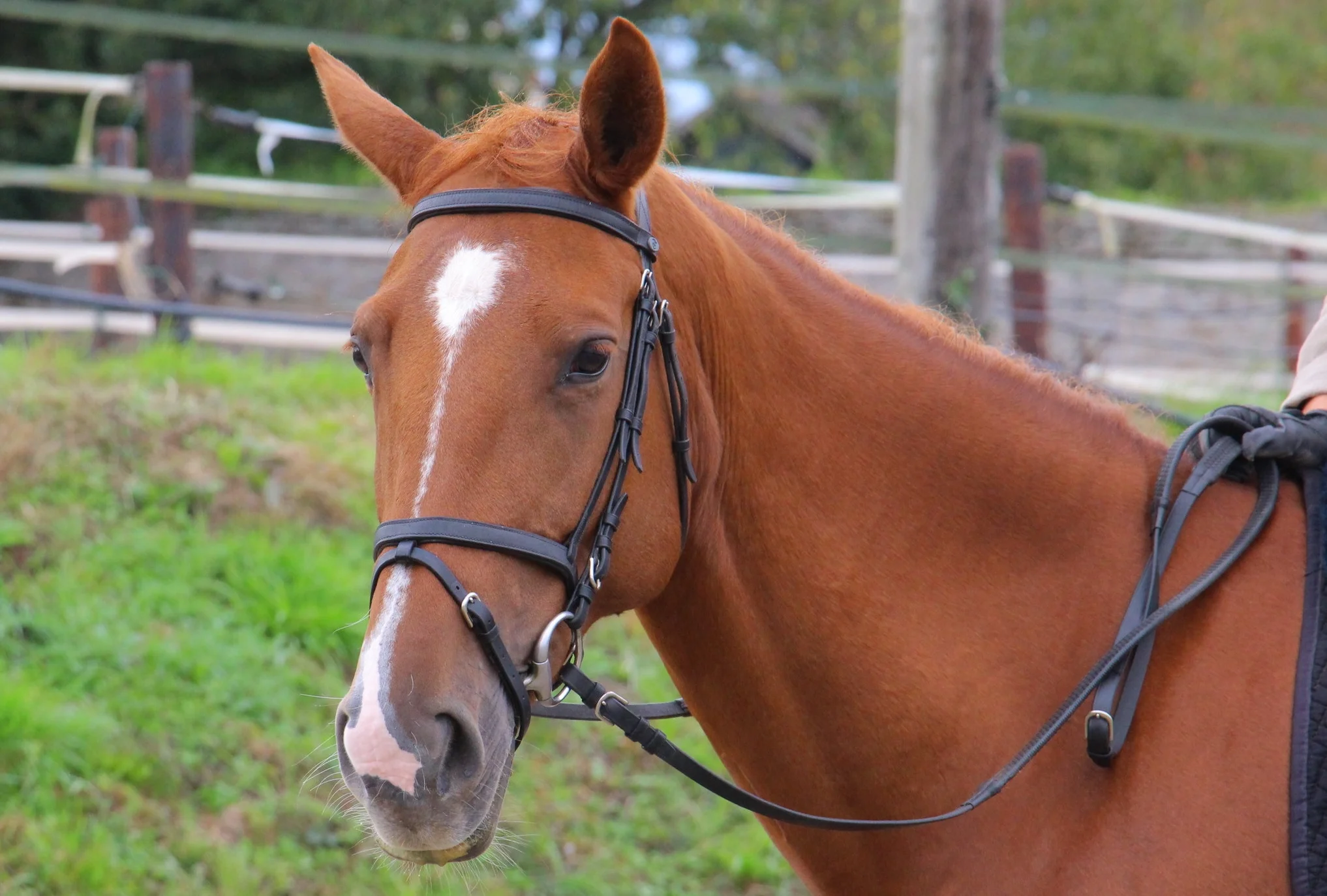 Stage Dressage 2016 - Galops 4 à 7