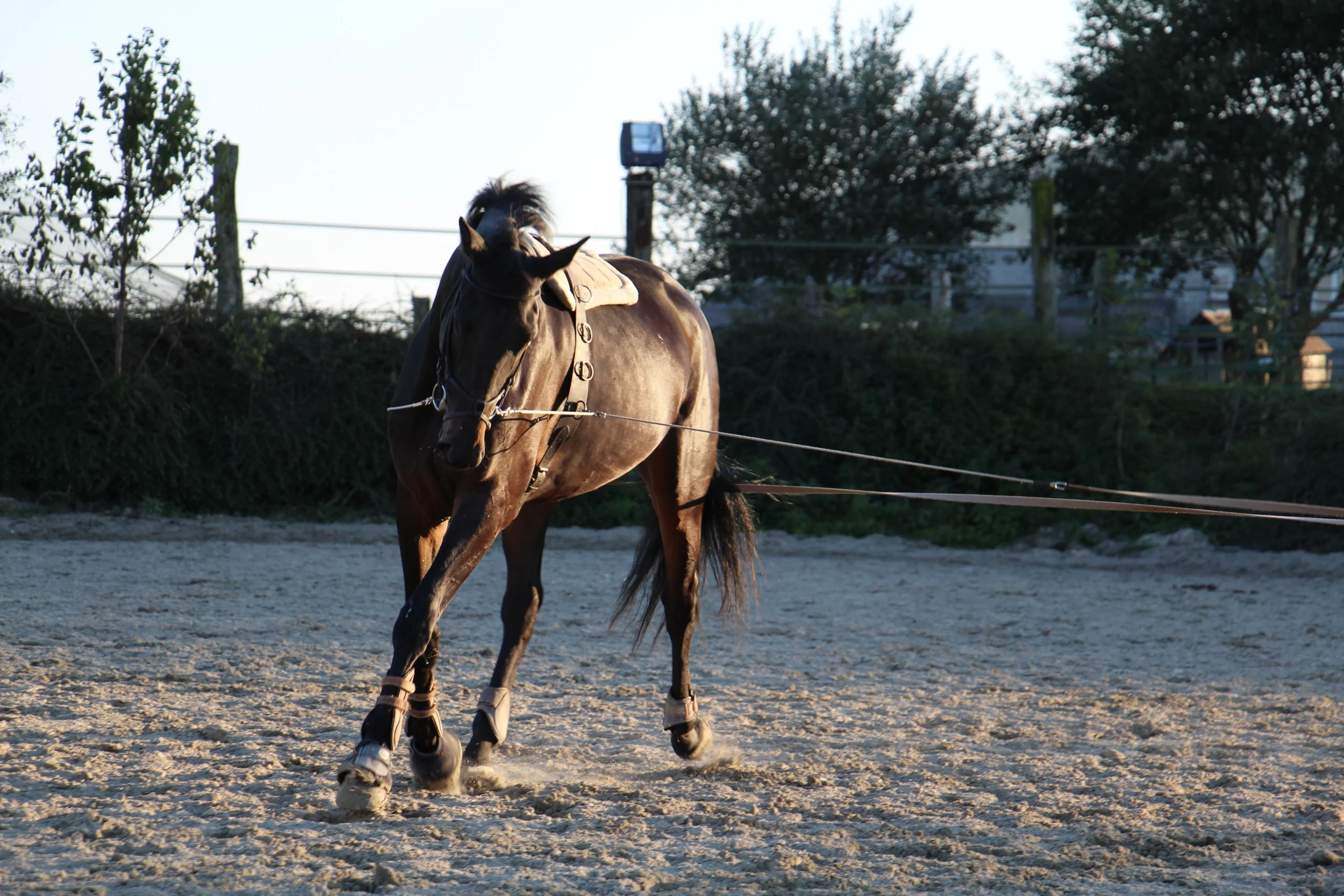 Stage Longues Rênes 2016