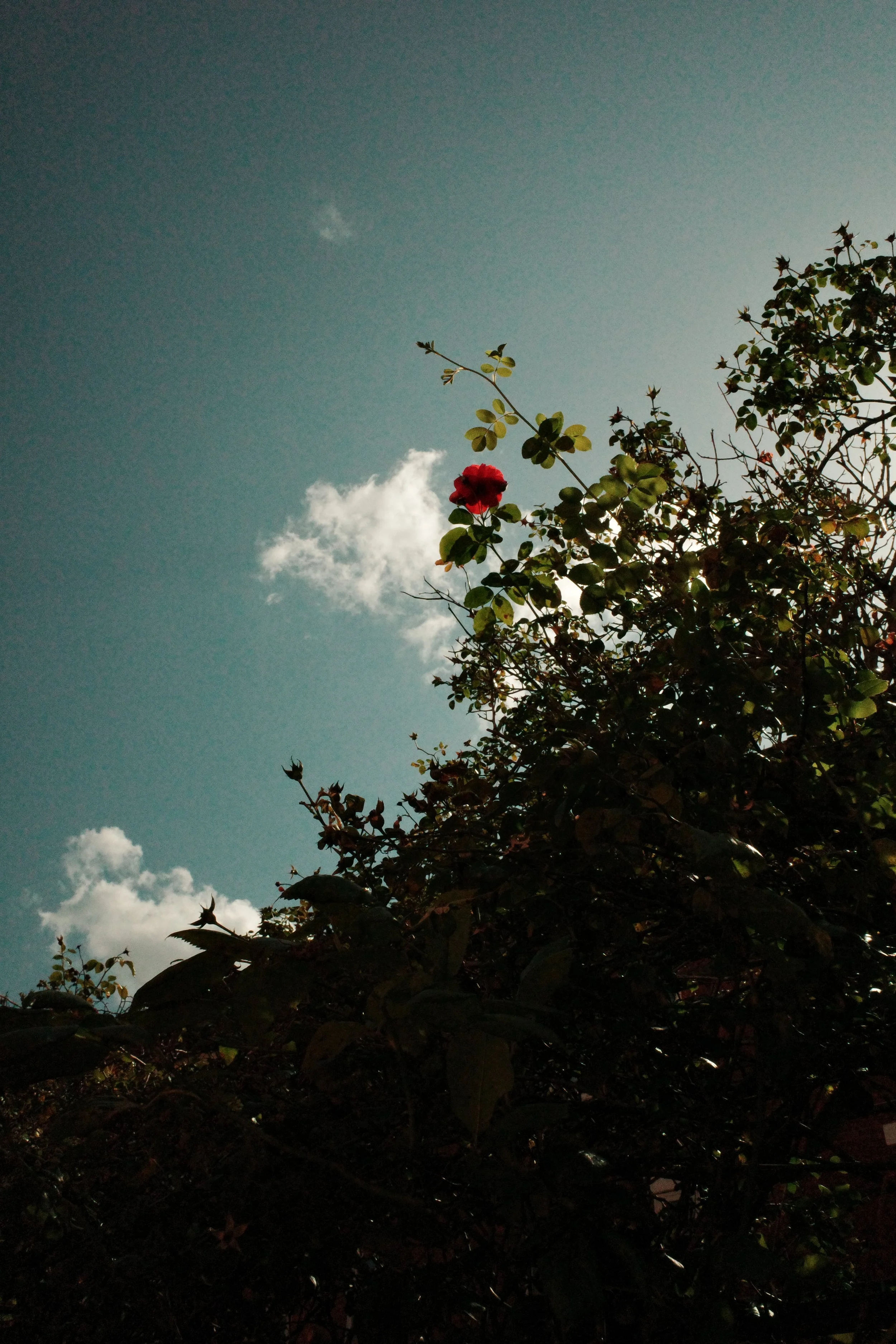 R0008357.JPG