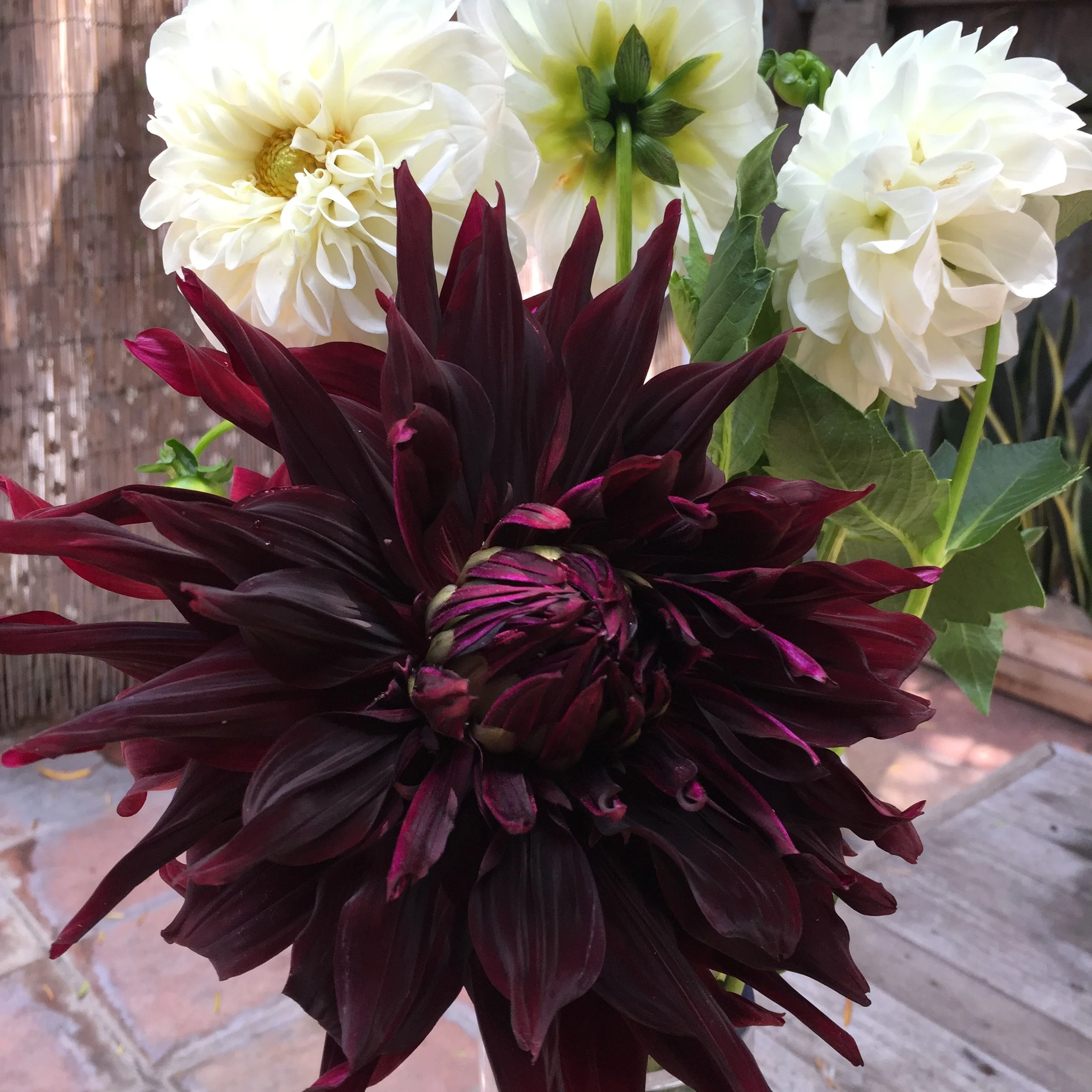 Deep purple dahlia from Malibu Farmers Market. 