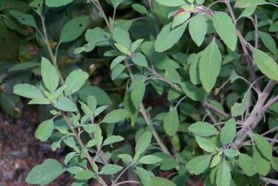 Quilquiña/quirquiña -- a delightful, refreshing herb used in the omnipresent Bolivian salsa called “llajwa”.