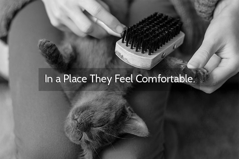 Comfort.jpg