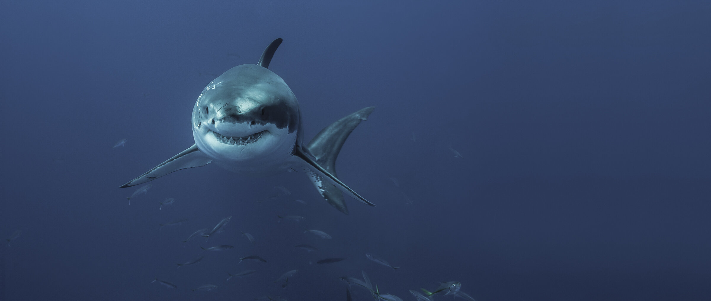 tiburon blanco JDR  689.jpg