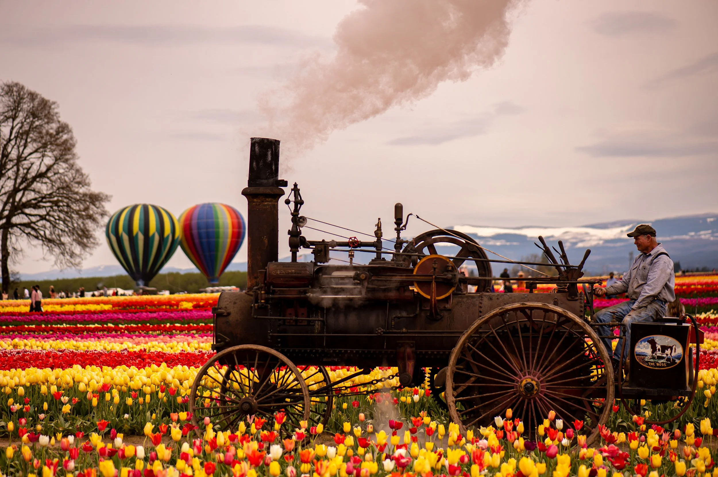 Tulips-2.jpg