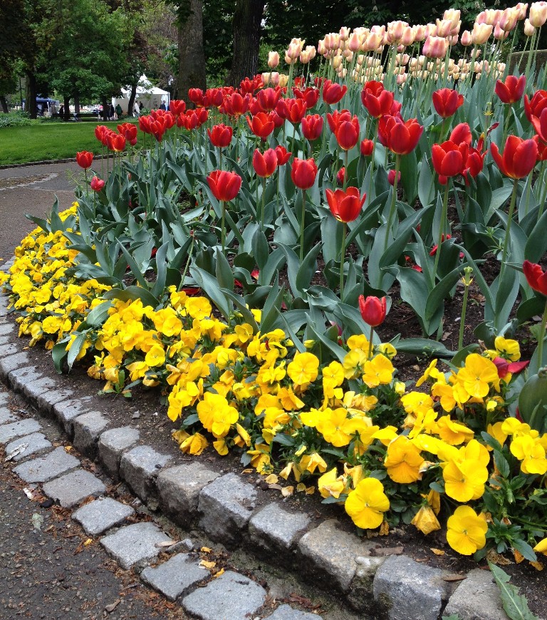 May flowers in Pilsen, Czech Republic