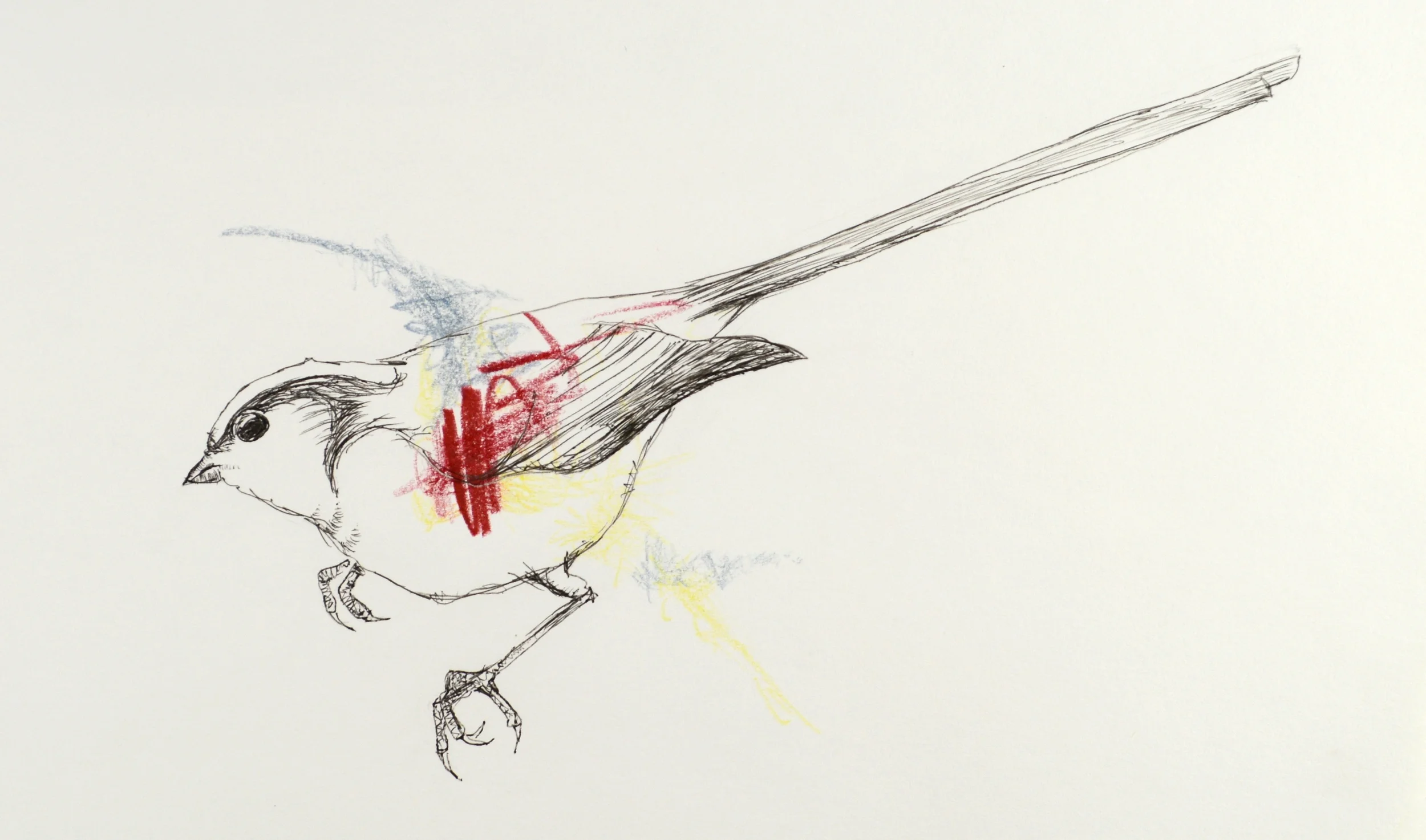  Bird. 7” x 10” Ink, Colored Pencil.