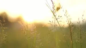 Website Background.jpeg