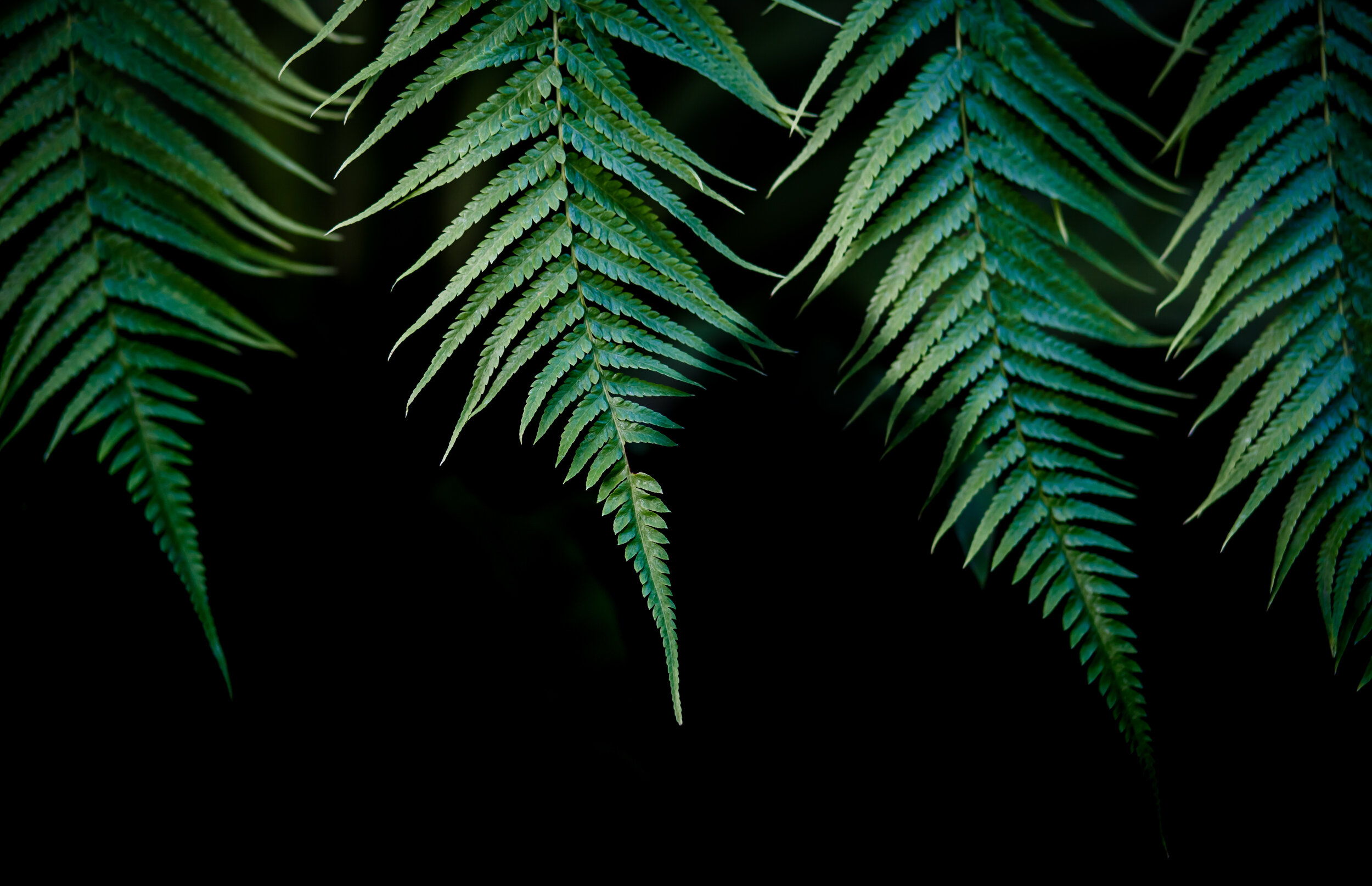 003_ferns.jpg