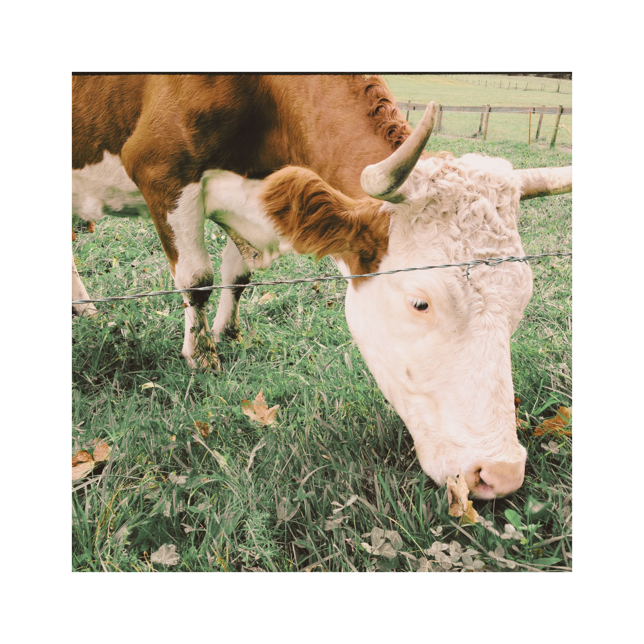 Travel post: Lauterbrunnen