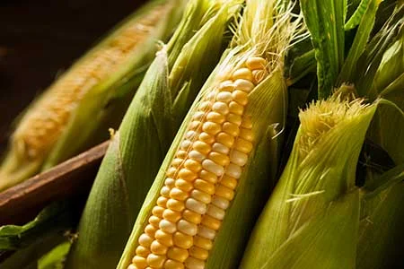 corn-on-the-cob-web.jpg