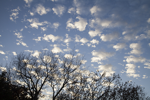 Altocumulus floccus