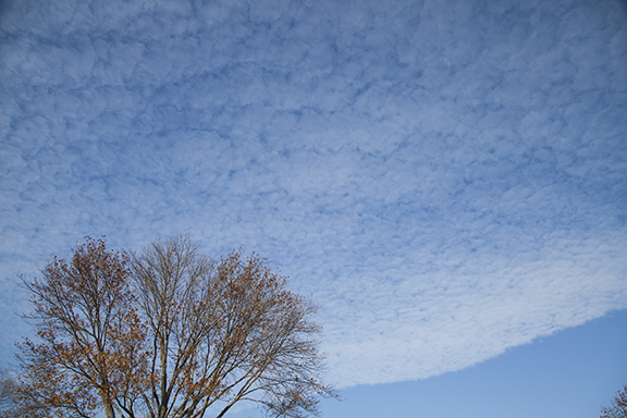 Altocumulus stratiformis